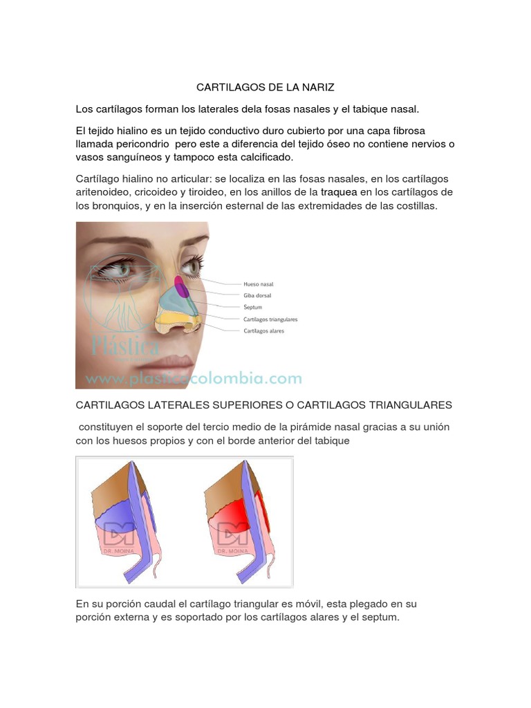 Cartilagos de La Nariz PDF | PDF | Ciencia y matemáticas | Viajes y turismo, image size:768x1024