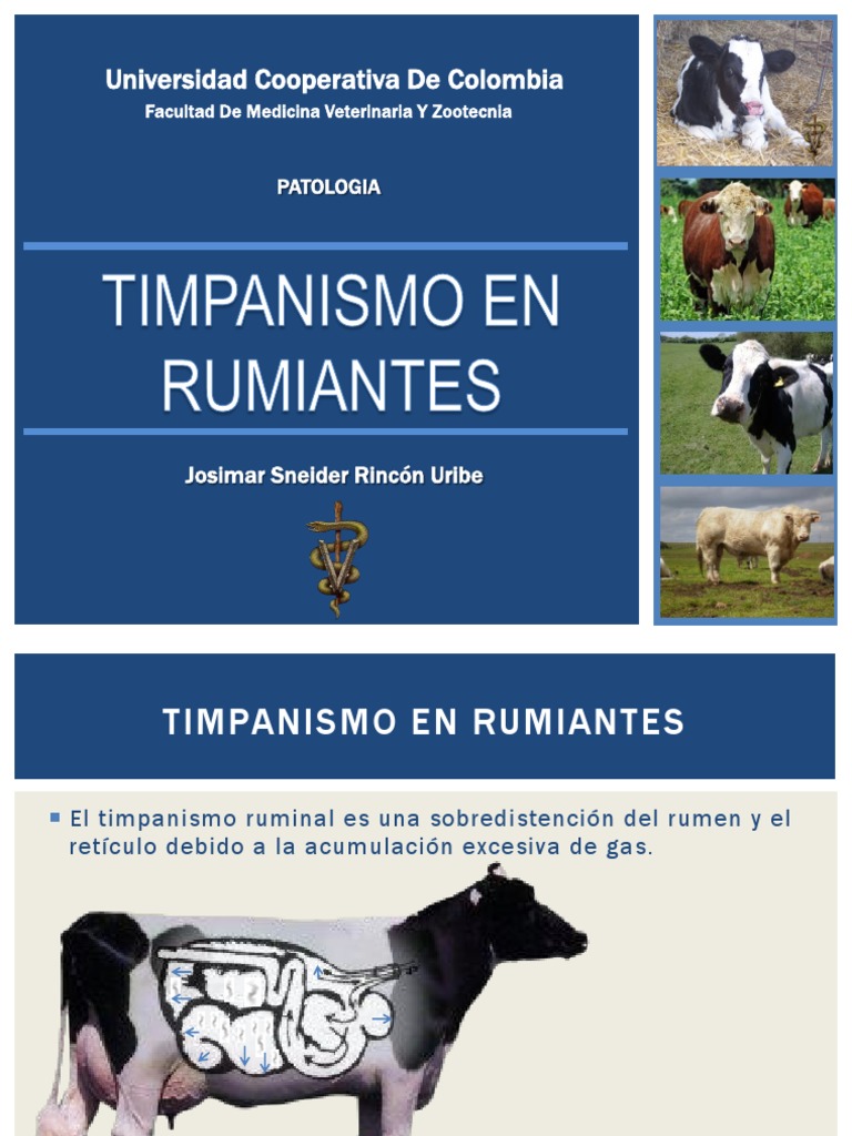 Timpanismo en Bovinos PDF Rumiante Medicina CLINICA