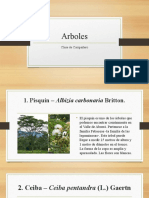 Arboles Clase Compañero