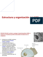 4A-BIOLOGÍA-Estructura-de-ADN (1)