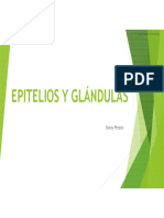 Epitelios y Glándulas PDF