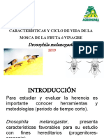 Drosophila Melanogaster P1 y 2 130218