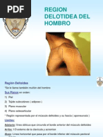 Download RegionDeltoideaHombro by Al hanr SN47270687 doc pdf