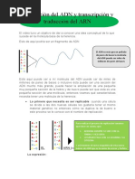 Replicación del ADN y transcripción y traducción del