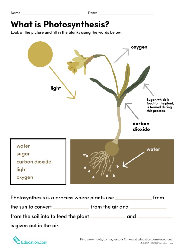 Photosynthesis PDF | PDF