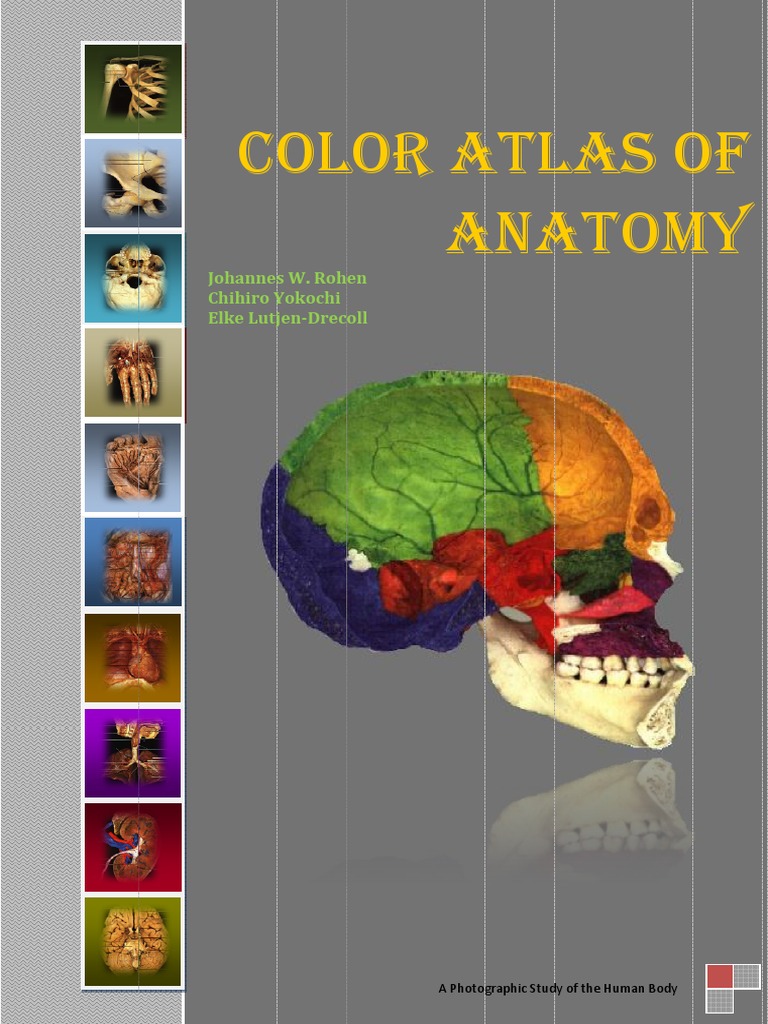 Color Atlas of Anatomy Rohen PDF PDF