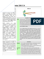 DNA Repair Protein XRCC4