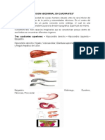 Cuadrantes Abdominales y Capas de La Piel MARIA JOSE GONALES VEGA