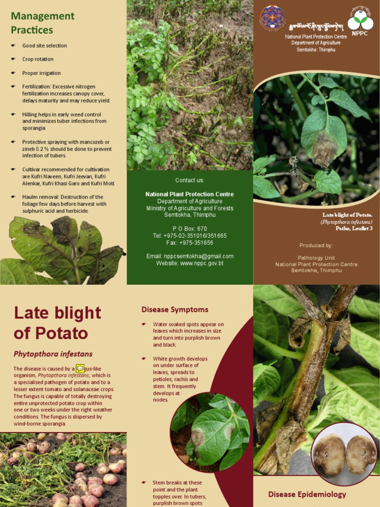 Effective Potato Management Preventing Late Blight Through Best