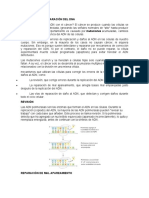 Mecanismos de Reparación Del Dna