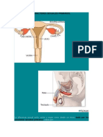 Caracteres Sexuales Primarios