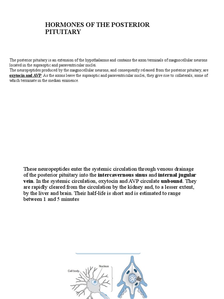 Pituitary Gland Pdf Physiology Human Anatomy