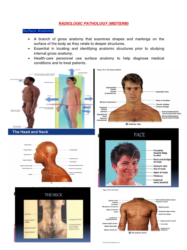 Surface Anatomy of the Human Body | PDF | Anatomical Terms Of Location ...