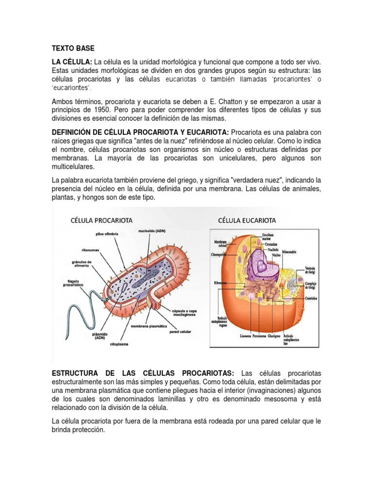 Estructura de Células Procariotas y Eucariotas | PDF | Biología Celular ...