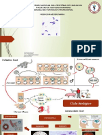 Enfermedades Parasitaria Toxoplasmosis