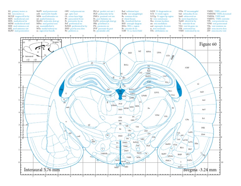 Paxinos The Rat Brain 60 PDF | PDF | Limbic System | Cerebral Cortex