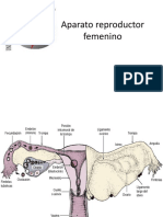 Aparato reproductor femenino