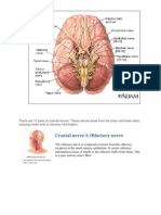 There Are 12 Pairs of Cranial Nerves