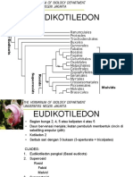 8 Basal Eudicot1
