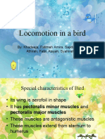 Locomotion in A Bird