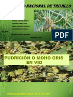 PUDRICIÓN O MOHO GRIS Exposicion Terminado PDF