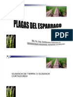 PDF Plagas Del Esparrago