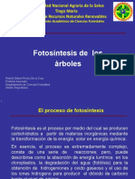 01 Fotosíntesis de árboles.pptx