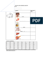 Fisa de Lucru-Sistemul Digestiv 1.enumera Functiile Unui Corp Viu