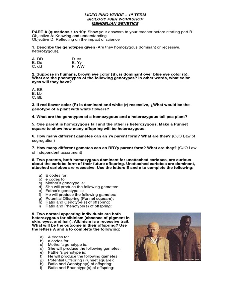 Mendelian Genetics Workshop Guide | PDF | Dominance (Genetics) | Zygosity