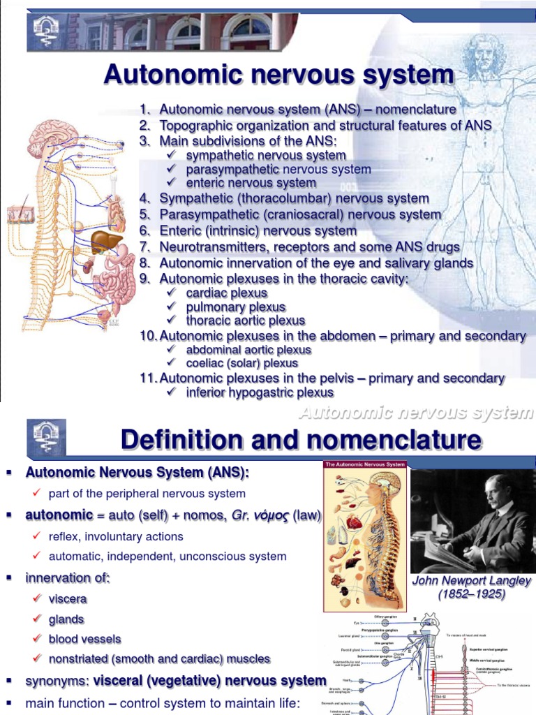 Understanding the Autonomic Nervous System | PDF | Autonomic Nervous ...