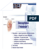 Diencephalon (" Interbrain ")