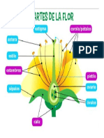 Partes de Flor