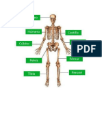 Sistema Oseo Humano 1°