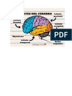 El Cerebro y Partes