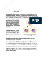 Ciclo Celular - Actividad