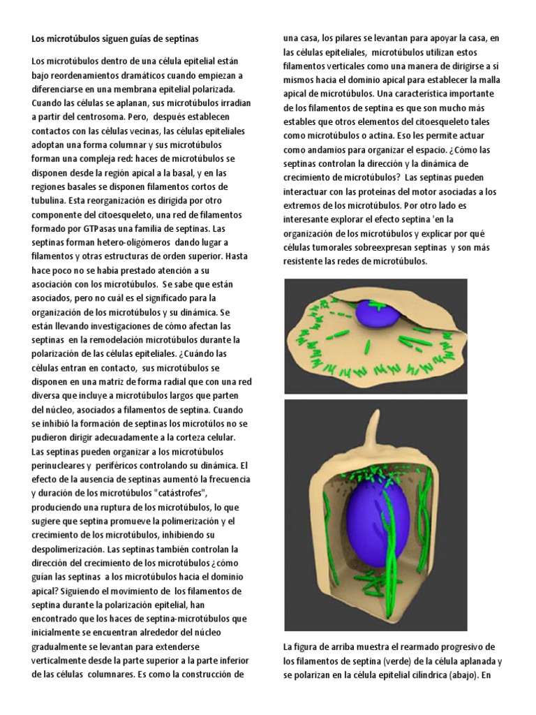 LC8. Septinas | PDF | Microtúbulos | Biología Celular)