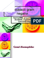4.Curs Cocobacili gram negativi.ppt