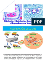 3.4. Respiración Celular