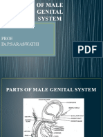 Male Genital