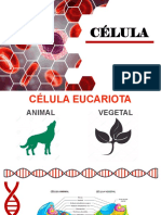 Presentacion Célula Animal y Vegetal