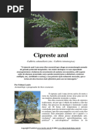 Cipreste_azul_Callitris_intratropica