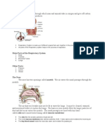 ana physio respiratory system