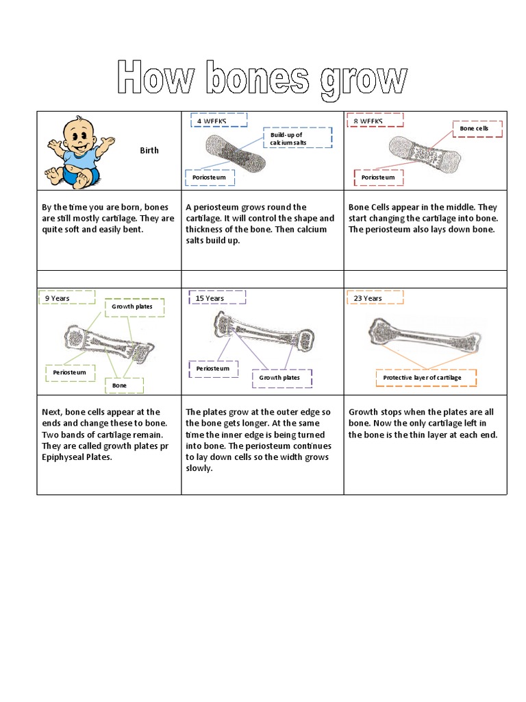 Bone Development Stages | PDF