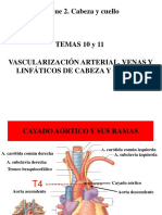 Temas 10 y 11vascularizacioncuello