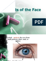 Parts of The Face