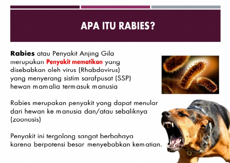 Apa Itu Rabies