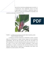 Inflorescencia y racimo del plátano