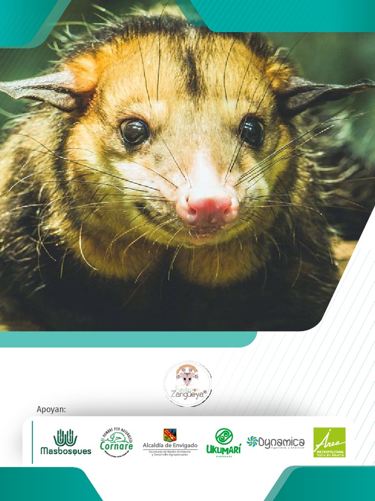 🦡 𝗧𝗹𝗮𝗰𝘂𝗮𝗰𝗵𝗲 𝗮𝗰𝘂á𝘁𝗶𝗰𝗼 🦡 ⠀ 𝑪𝒉𝒊𝒓𝒐𝒏𝒆𝒄𝒕𝒆𝒔  𝒎𝒊𝒏𝒊𝒎𝒖𝒔 🌎 De las especies de marsupiales que encontramos en México,  esta es la única especie semiacuática. Habita en las selvas del sur del  país, principalmente, image size:768x1024