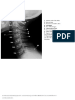 anatomia radiologica