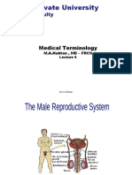 9 Male Reproductive System Lecture